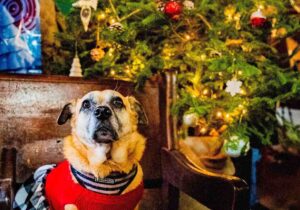 christmas dog costume