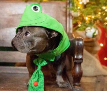 frog holiday costume